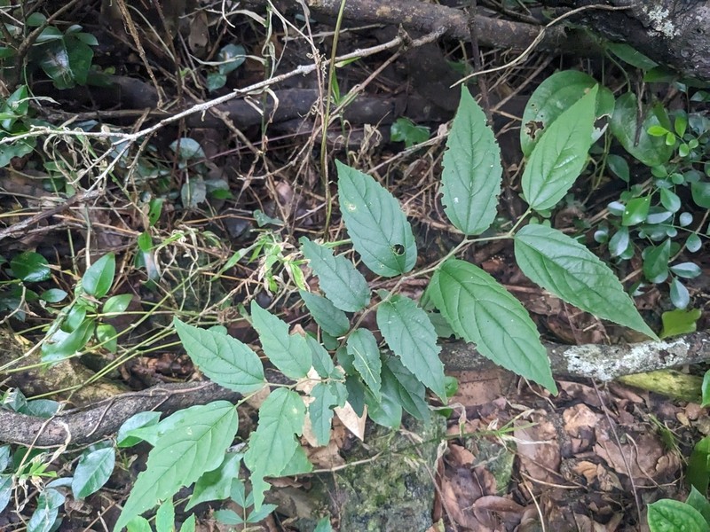 Celtis boninensis photo 8