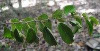 Celtis brasiliensis
