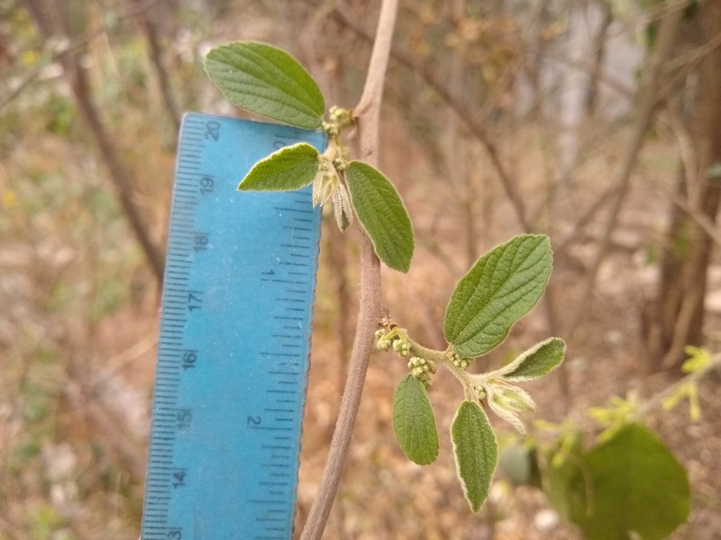 Celtis brasiliensis photo 2
