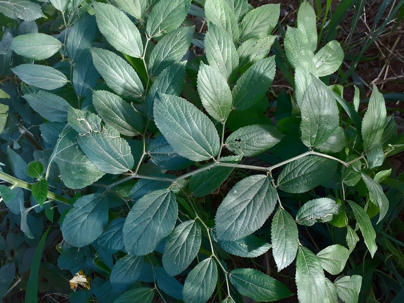Celtis brasiliensis photo 3