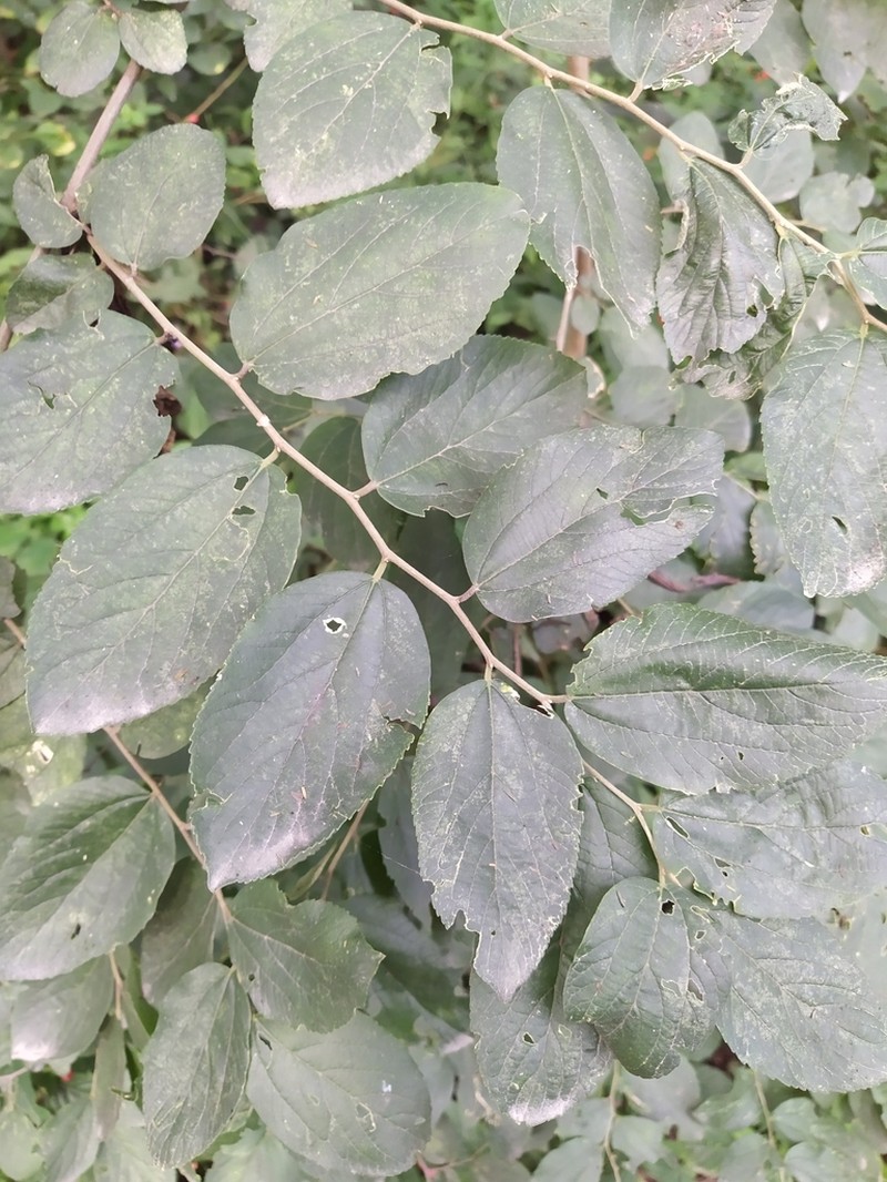 Celtis brasiliensis photo 4