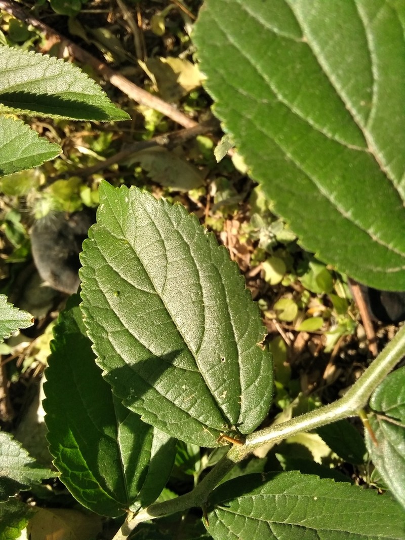 Celtis brasiliensis photo 5