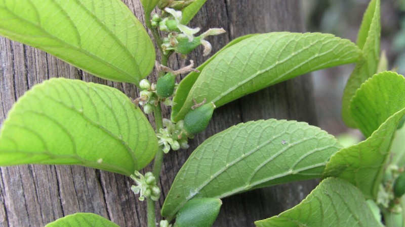 Celtis brasiliensis photo 6