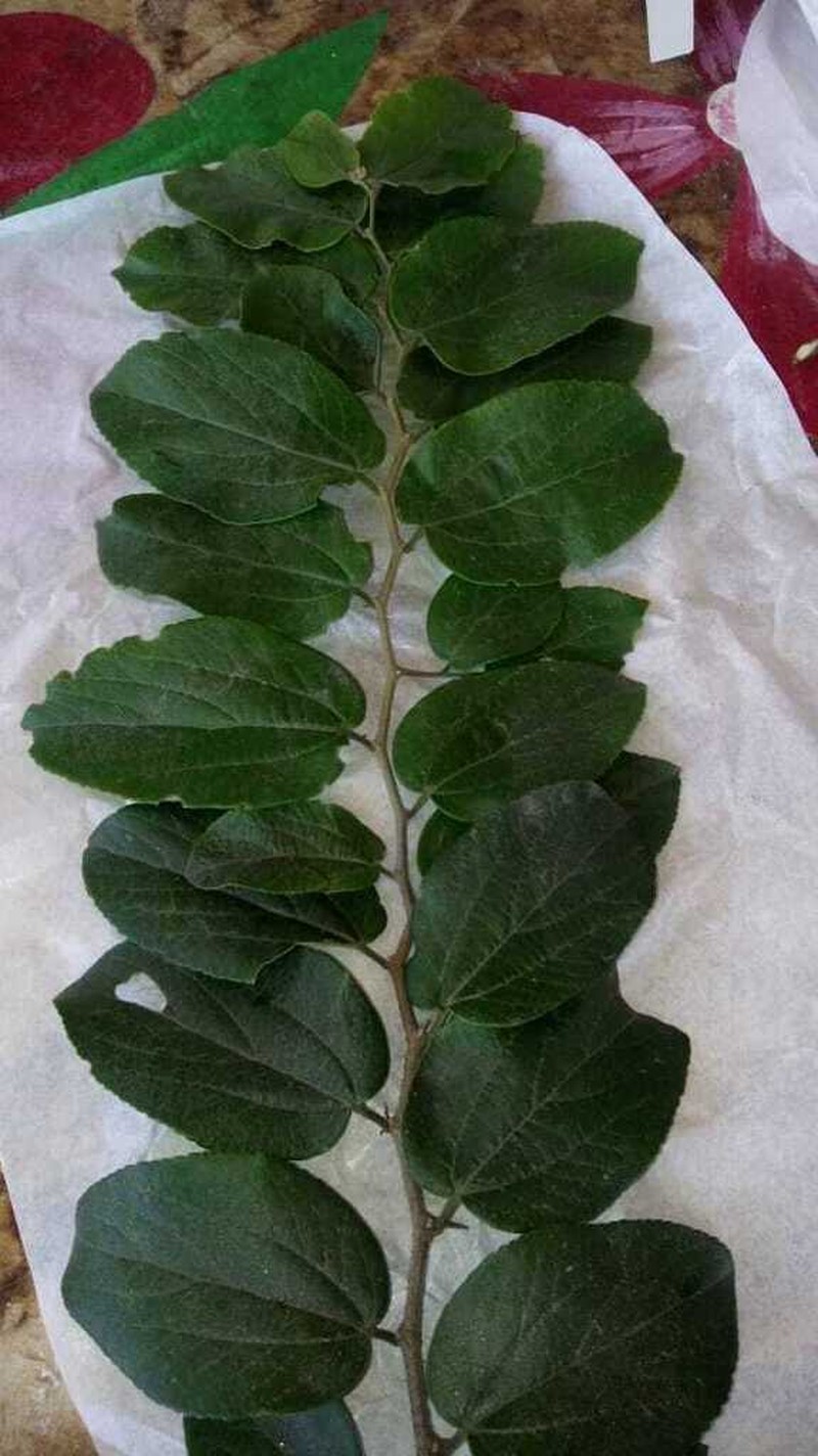 Celtis brasiliensis photo 7
