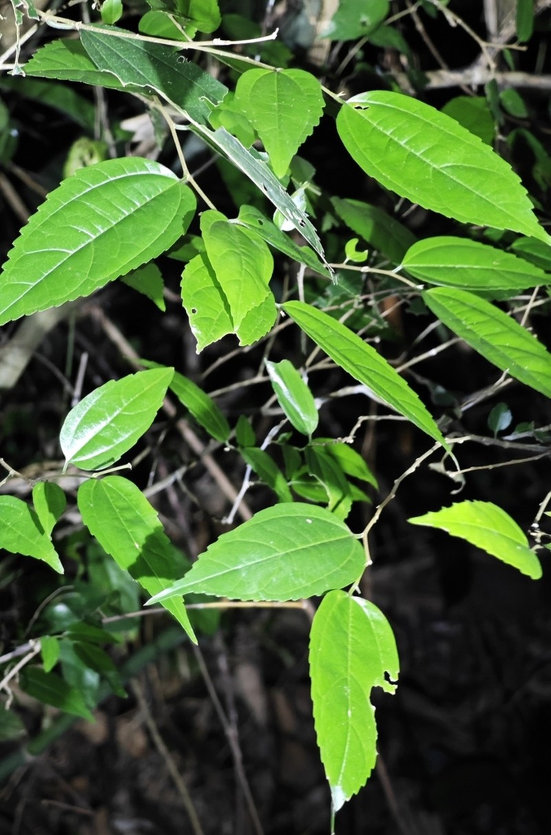 Bunge's Hackberry photo 3