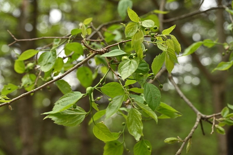 Bunge's Hackberry photo 4