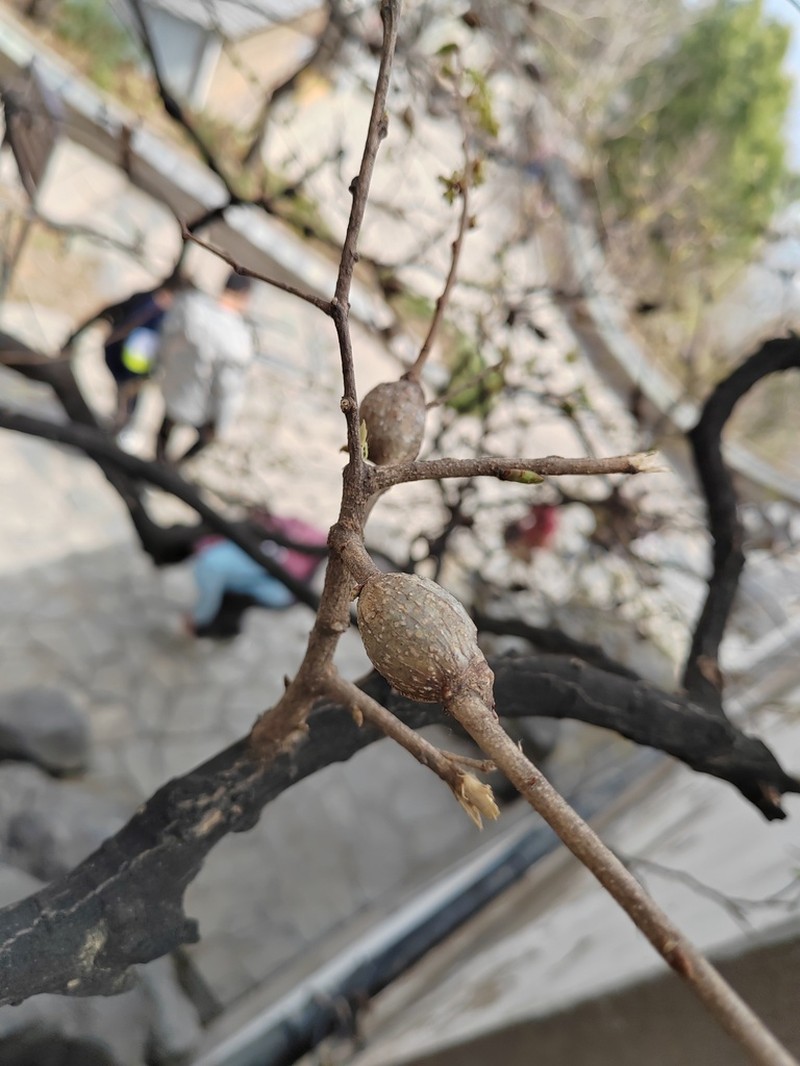 Bunge's Hackberry photo 5