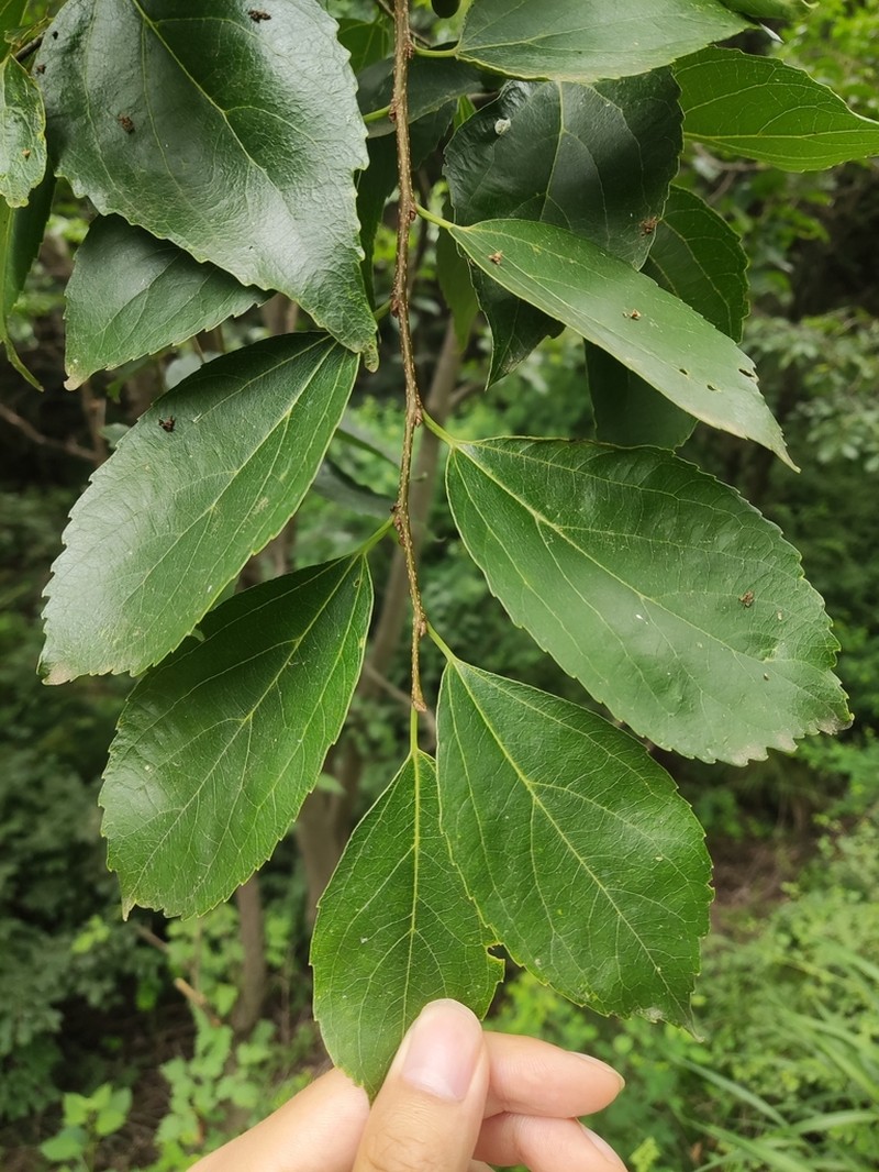 Bunge's Hackberry photo 7