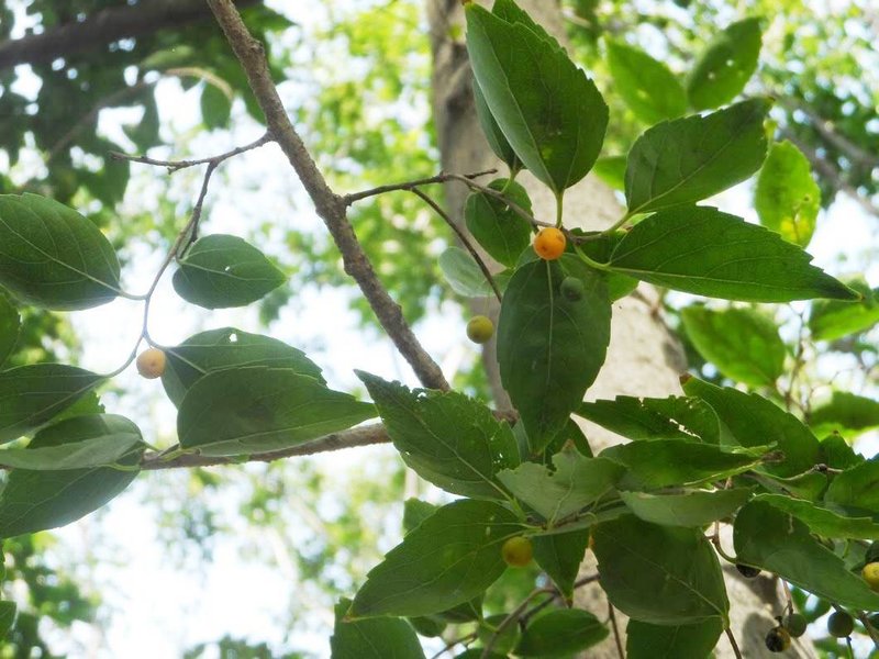Bunge's Hackberry photo 2