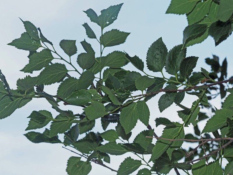 Caucasian Hackberry photo 2