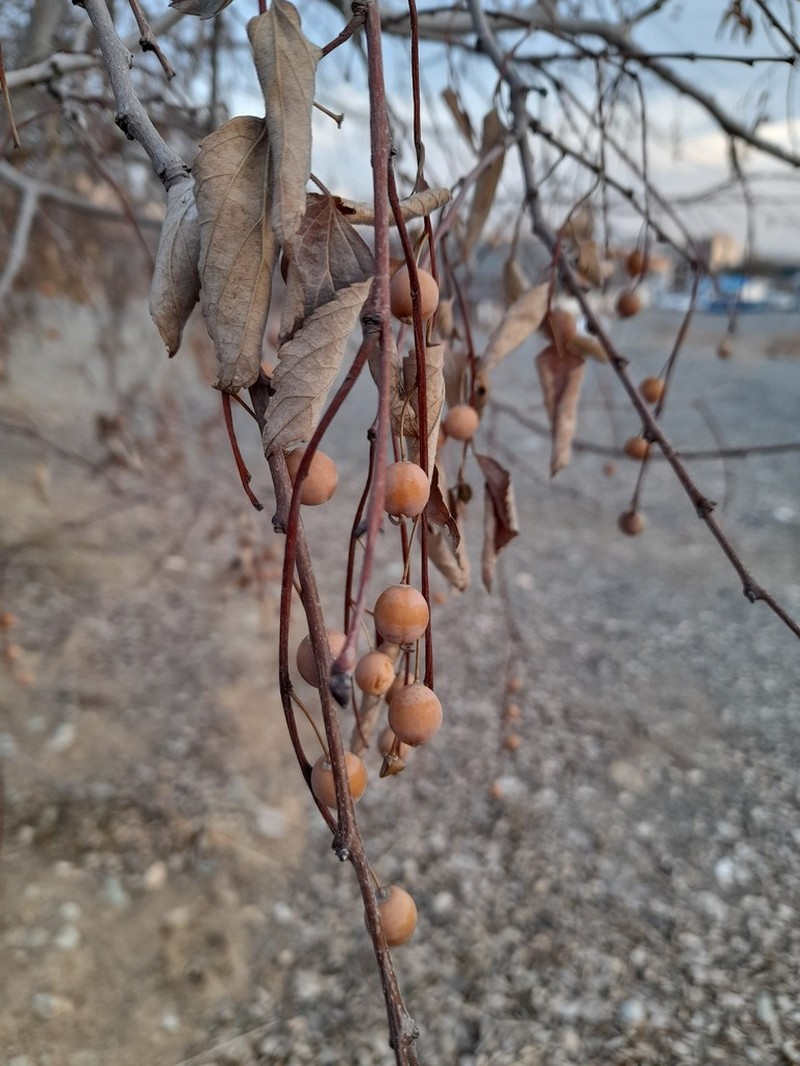 Caucasian Hackberry photo 3
