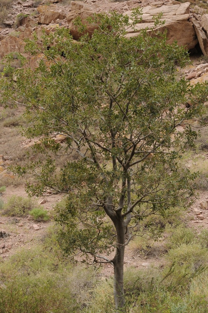 Caucasian Hackberry photo 4
