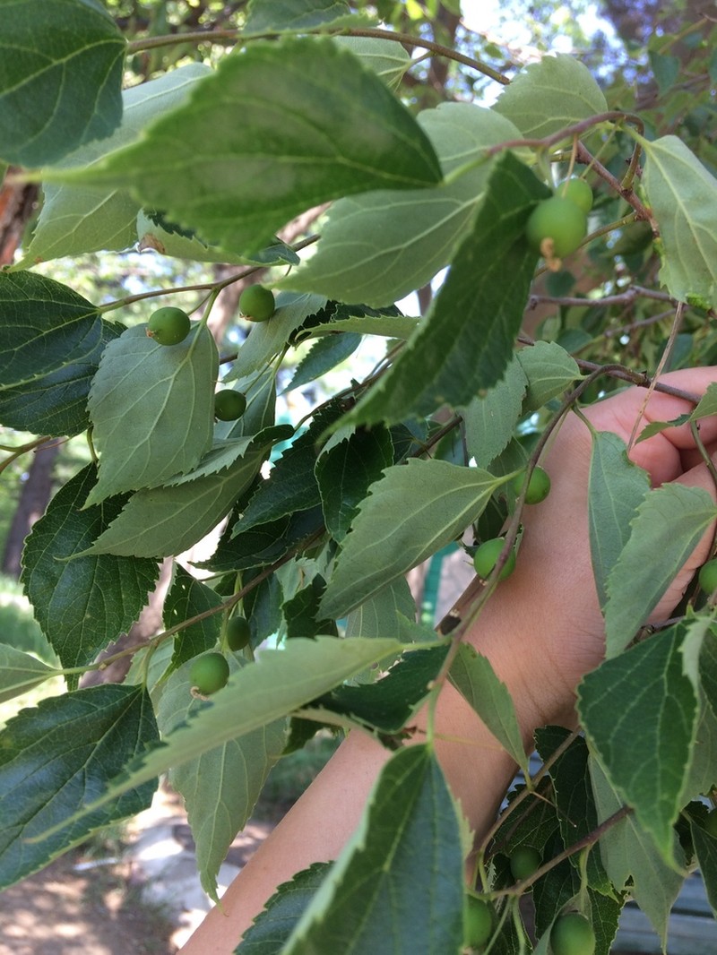 Caucasian Hackberry photo 5