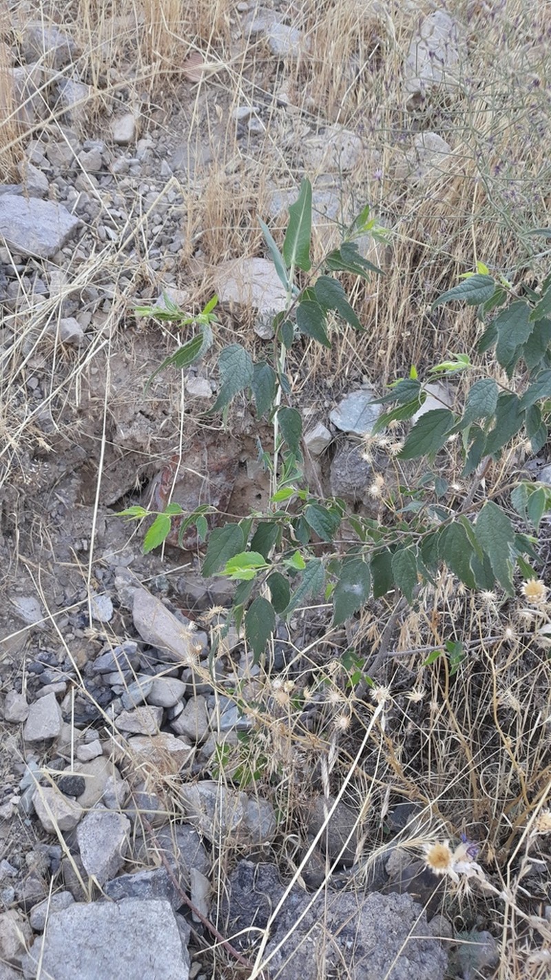 Caucasian Hackberry photo 6