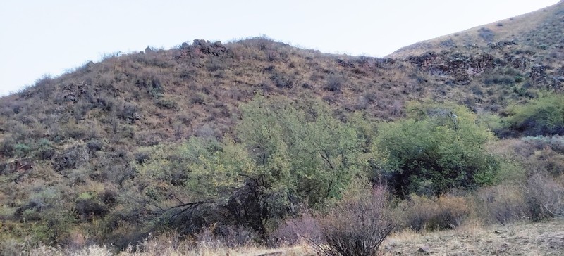 Caucasian Hackberry photo 7
