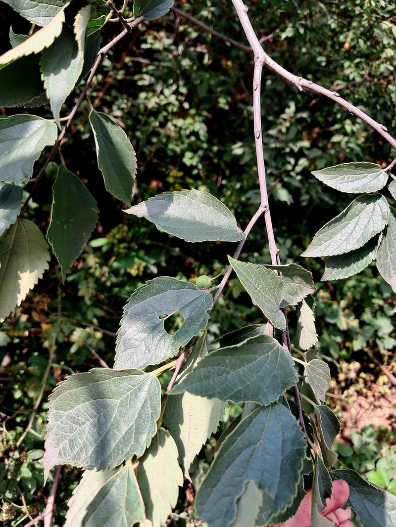 Caucasian Hackberry photo 8