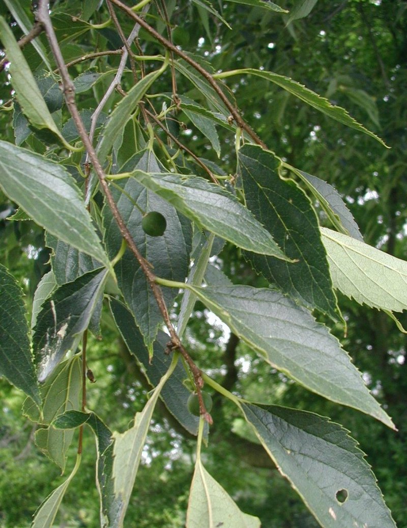 Caucasian Hackberry