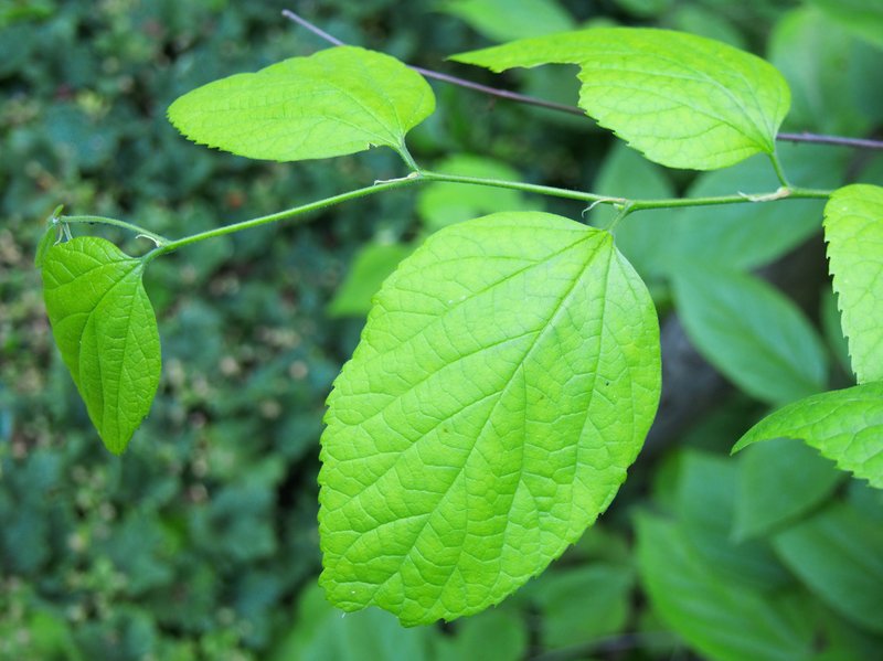 Caucasian Hackberry