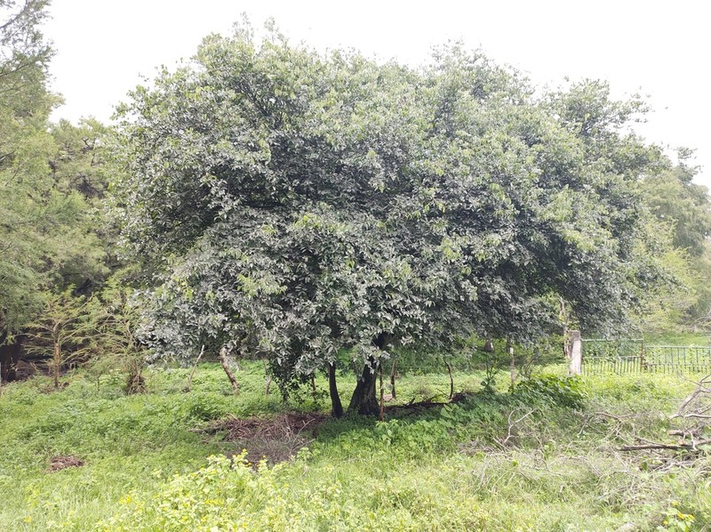 Celtis caudata photo 2