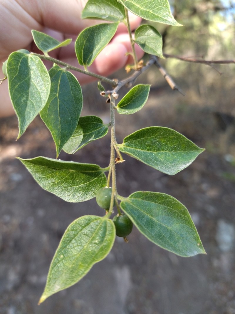 Celtis caudata photo 3