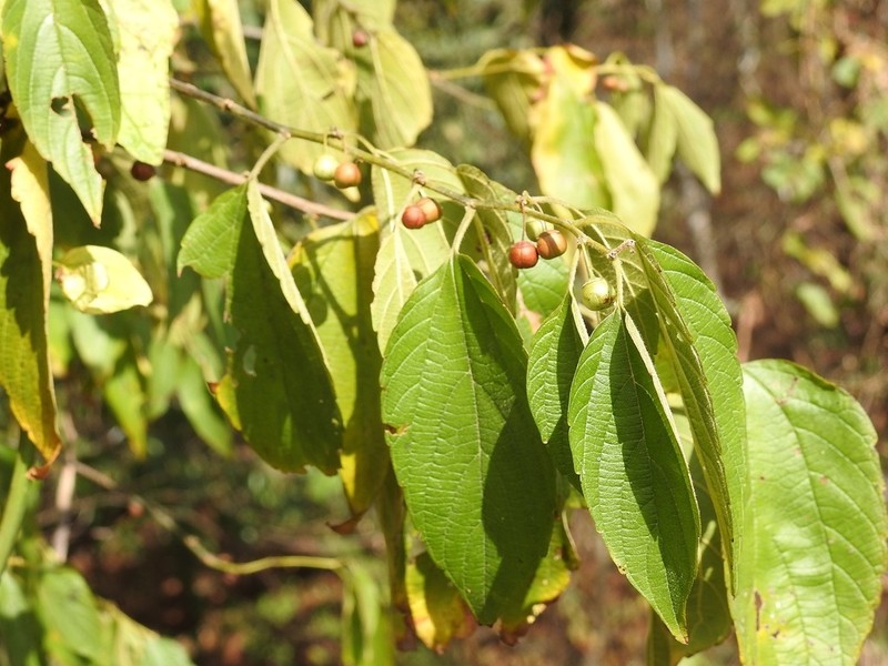 Celtis caudata photo 4