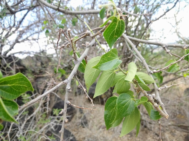Celtis caudata photo 5