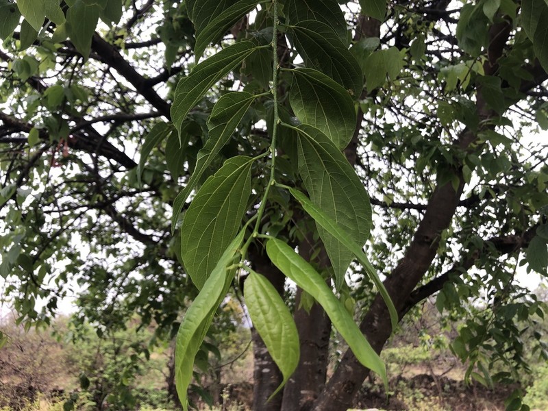 Celtis caudata photo 6