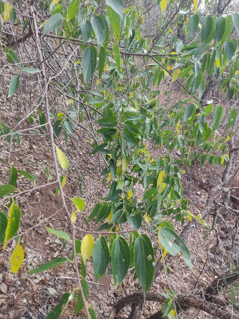 Celtis caudata photo 7