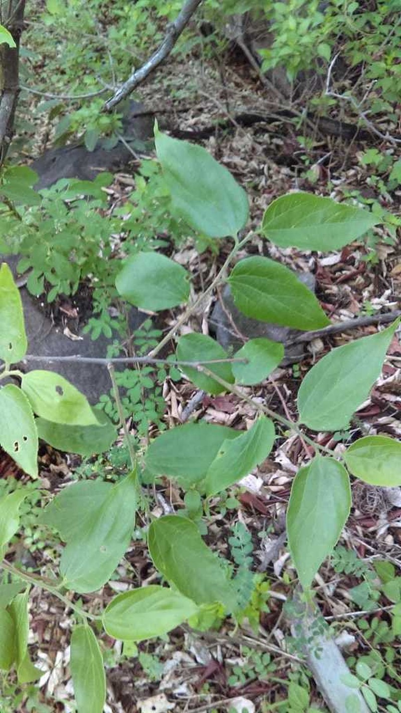 Celtis caudata photo 8