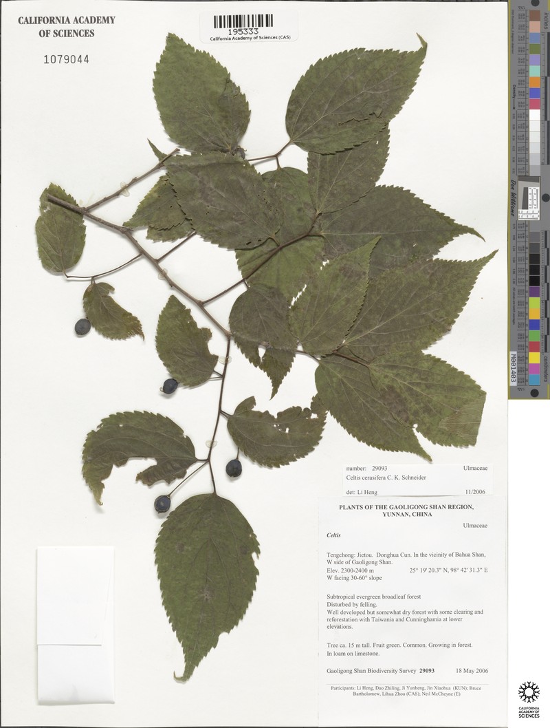 Celtis cerasifera