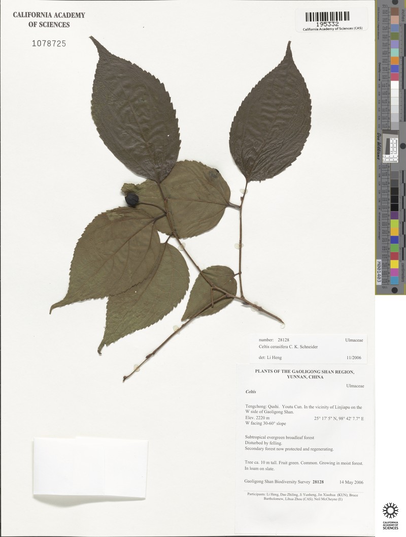 Celtis cerasifera photo 2