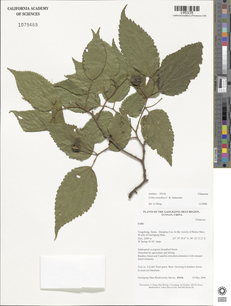 Celtis cerasifera photo 3