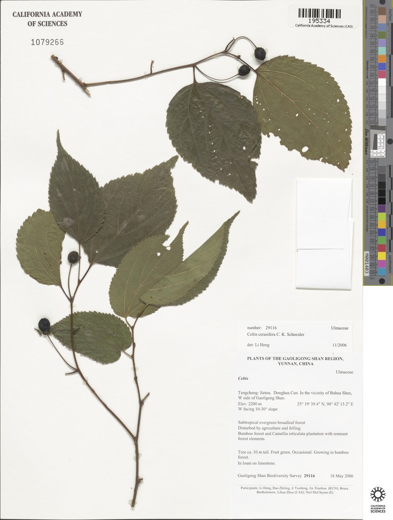 Celtis cerasifera photo 4