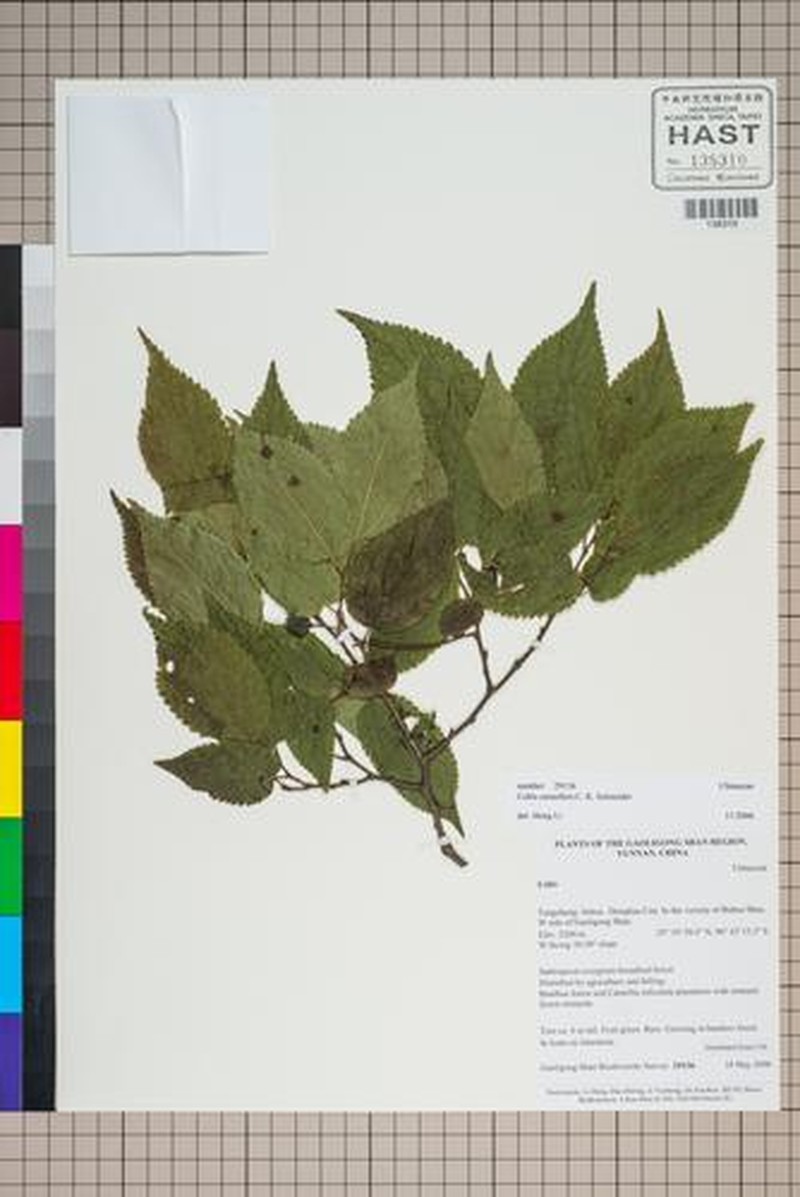 Celtis cerasifera photo 5