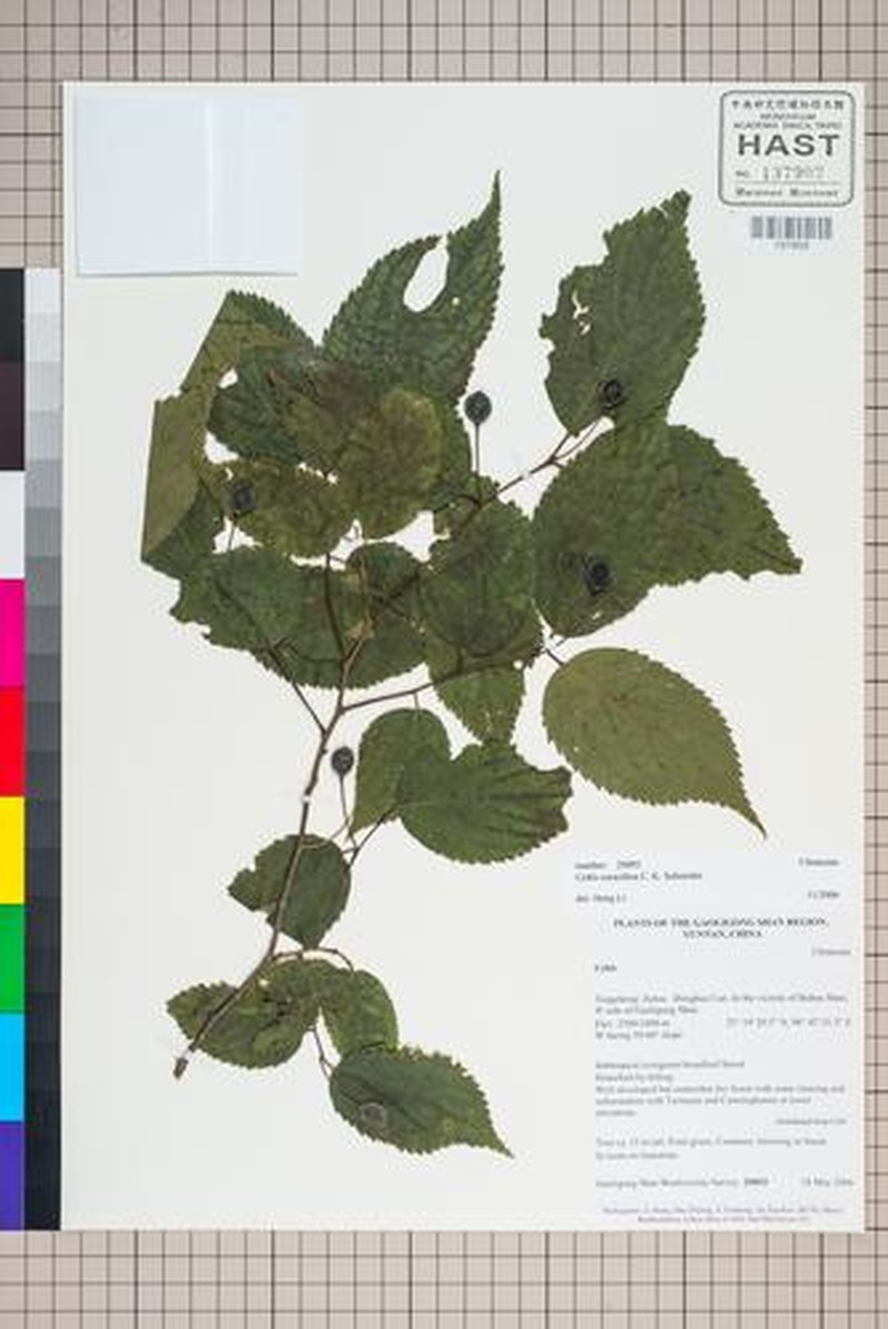 Celtis cerasifera photo 6