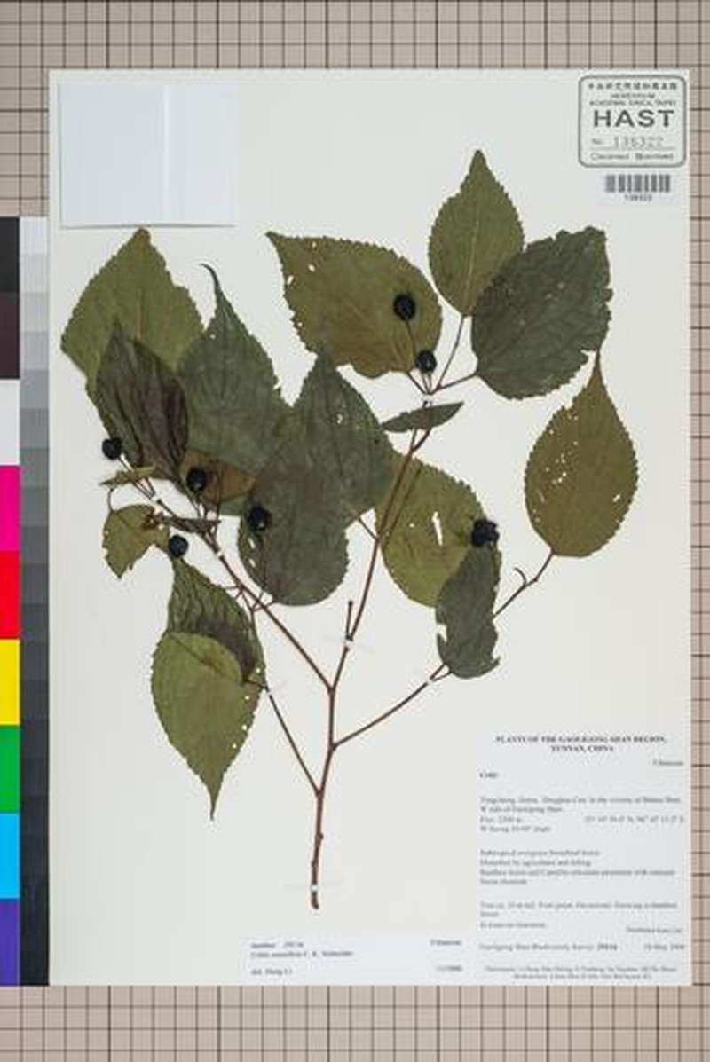 Celtis cerasifera photo 7