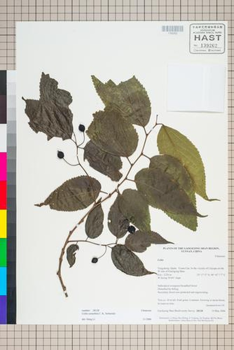 Celtis cerasifera photo 8