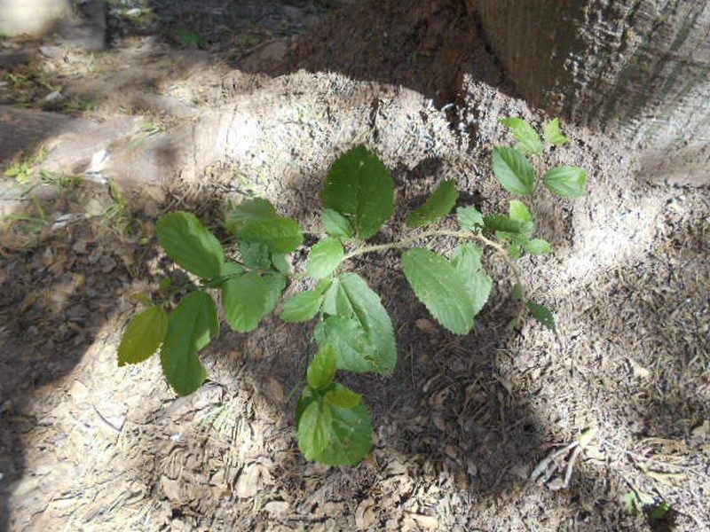 Celtis chichape