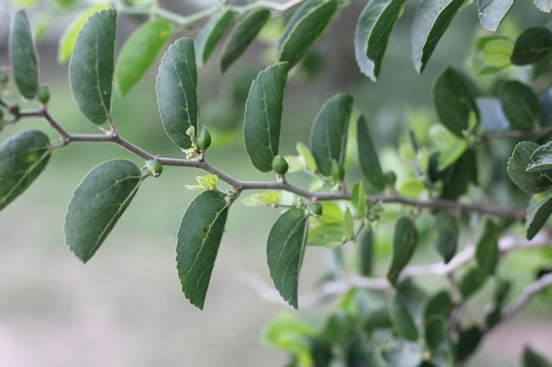 Celtis chichape photo 2