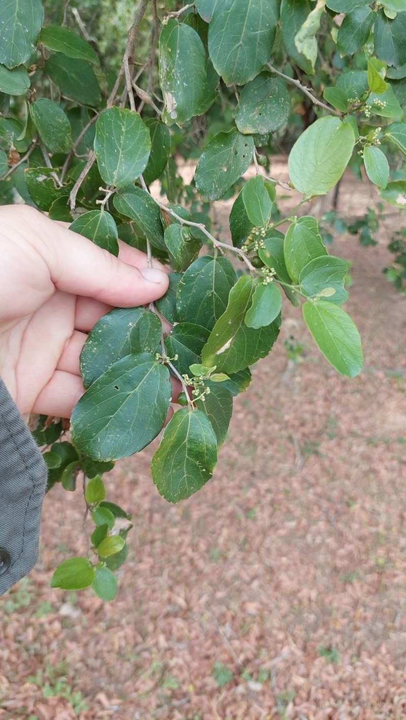 Celtis chichape photo 3