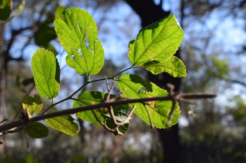 Celtis chichape photo 4