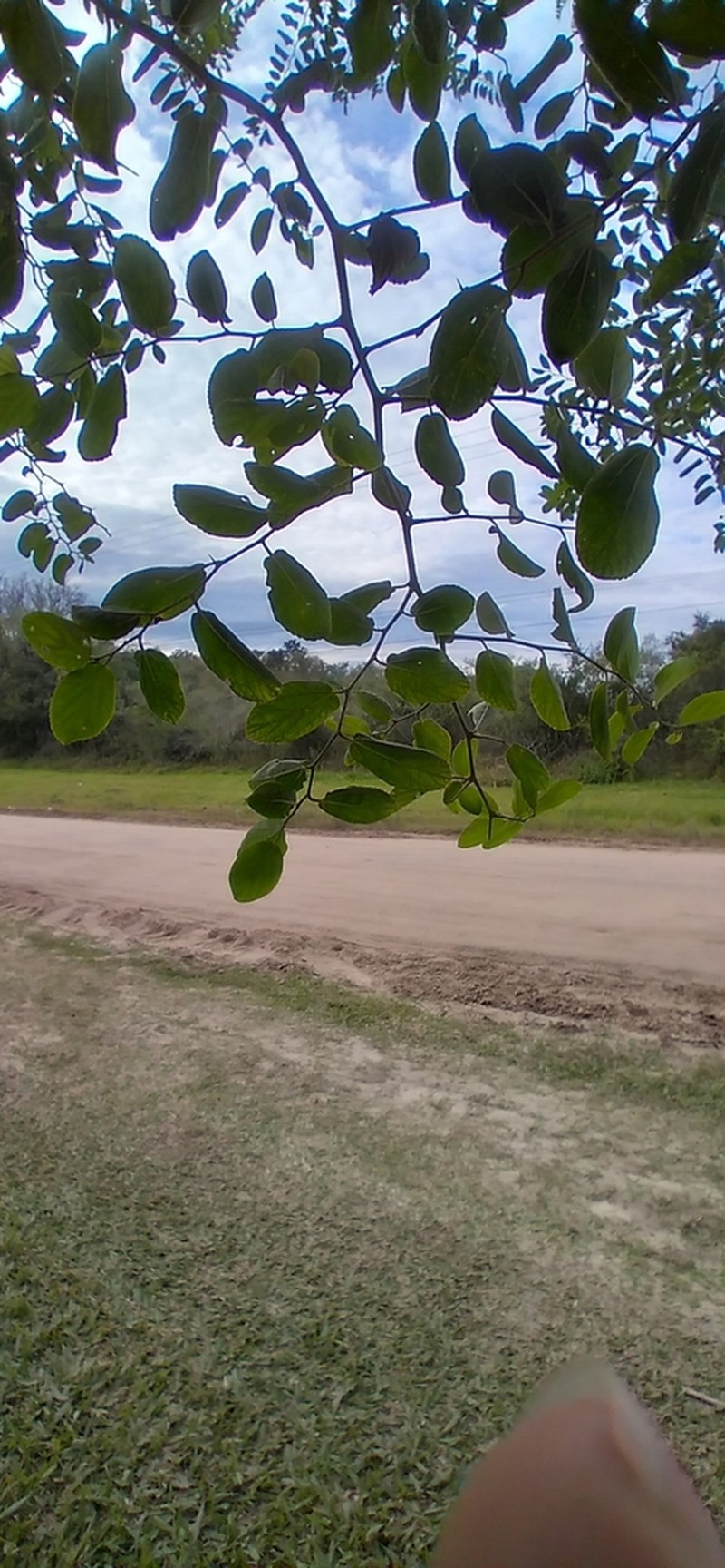 Celtis chichape photo 5