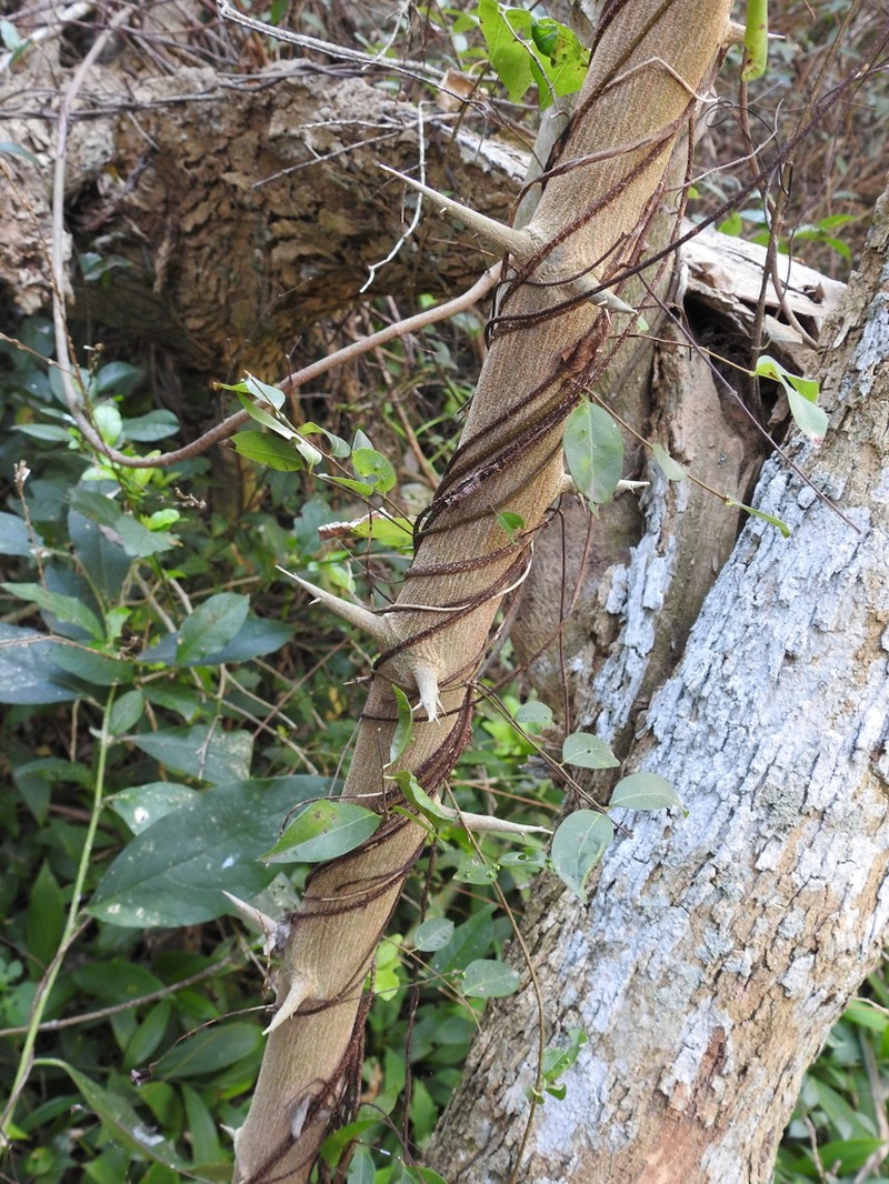 Celtis chichape photo 6
