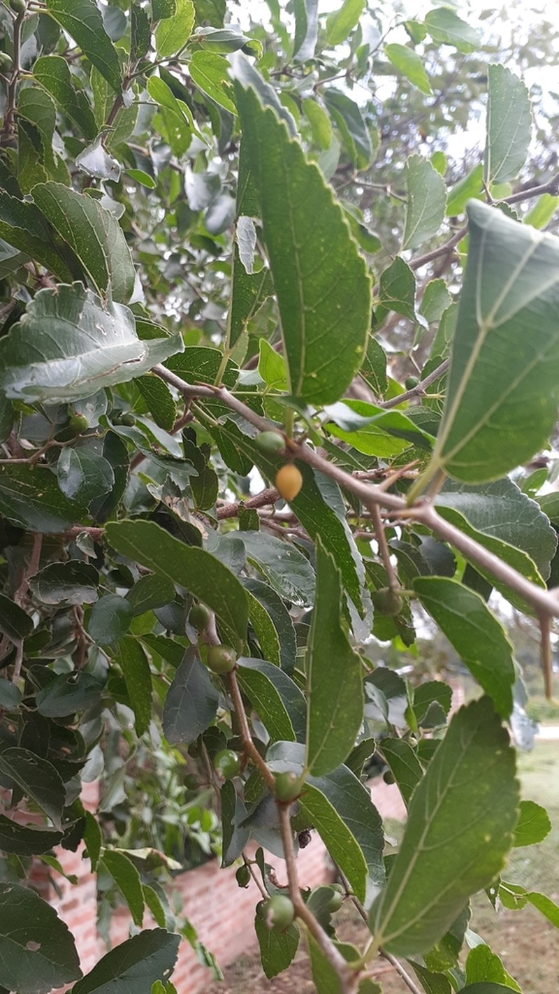 Celtis chichape photo 7