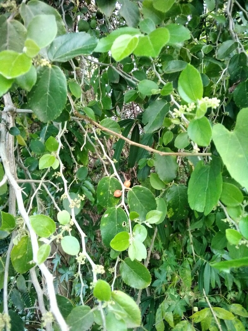 Celtis chichape photo 8