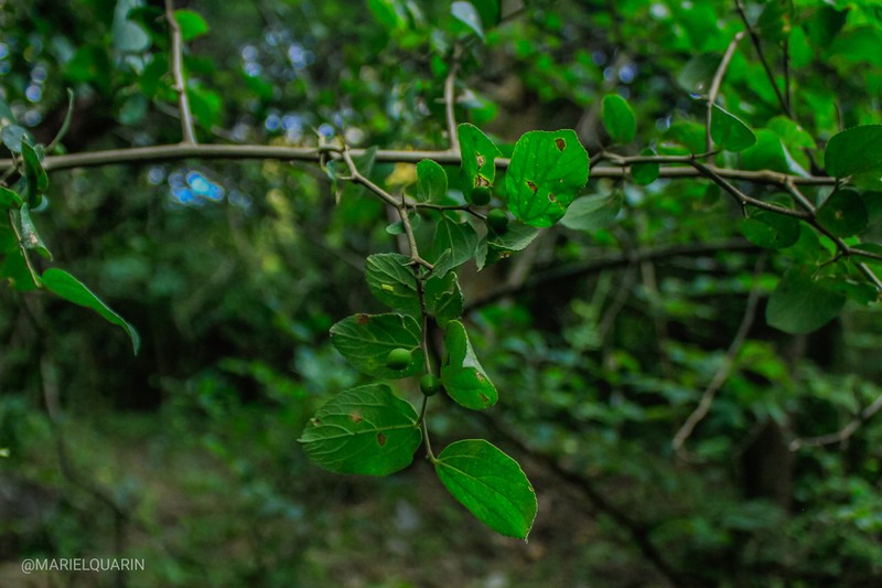 Celtis clausseniana