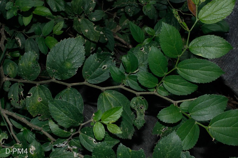 Celtis clausseniana photo 2