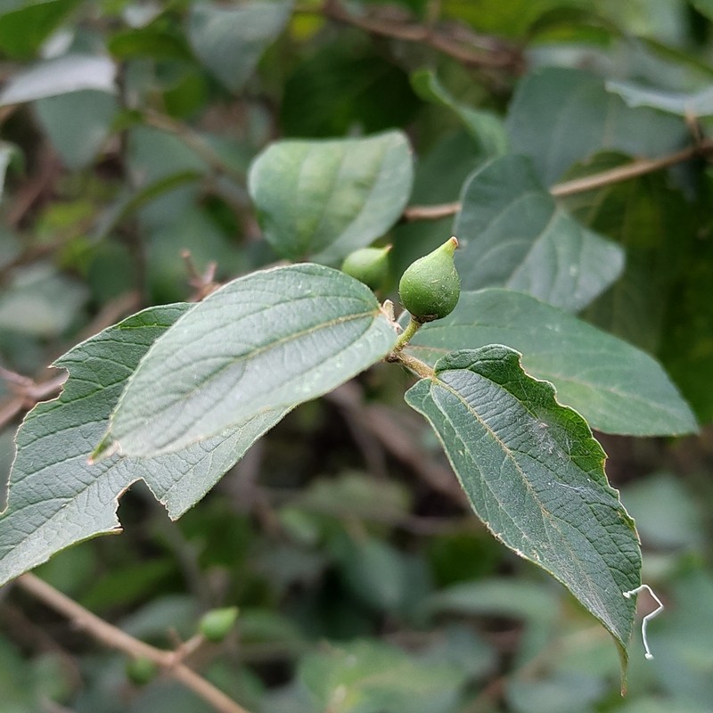 Celtis clausseniana photo 3