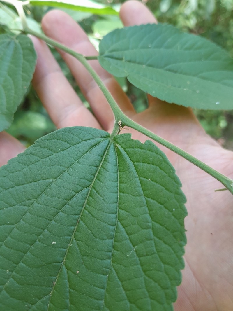 Celtis clausseniana photo 4