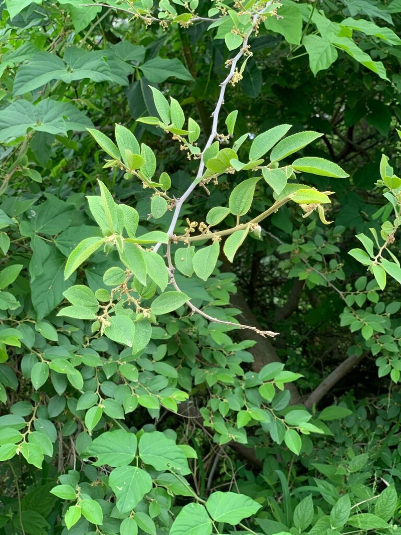 Celtis clausseniana photo 5
